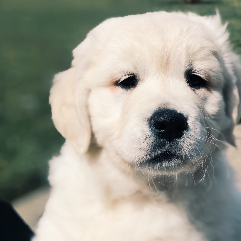 Meet your Posher, Sonni